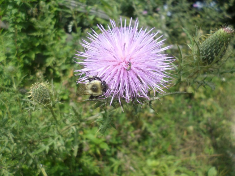 SAMSUNG CAMERA PICTURES