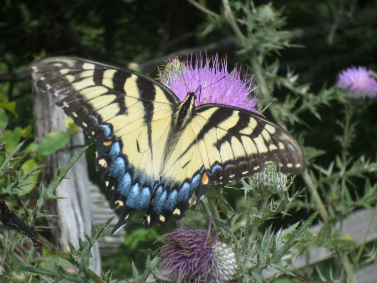 SAMSUNG CAMERA PICTURES