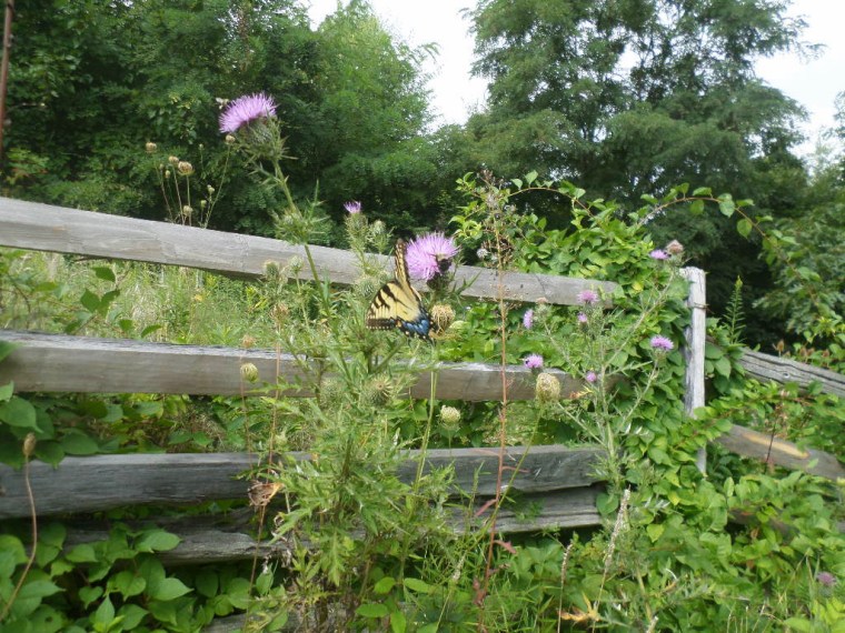 SAMSUNG CAMERA PICTURES