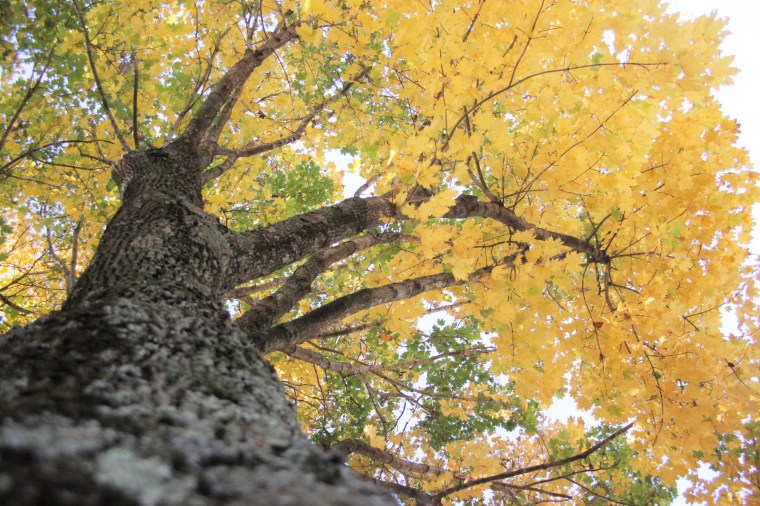 fall tree with filters 2